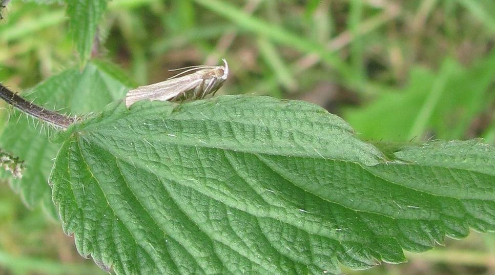 Pyralidae - Cfr. Oncocera semirubella